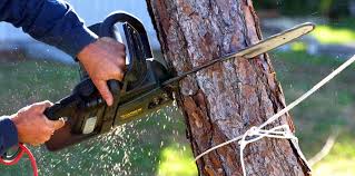 Best Lawn Pest Prevention  in Marion, KY