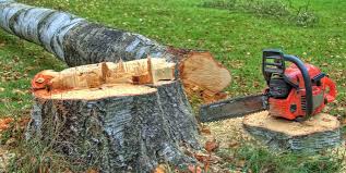 Best Fruit Tree Pruning  in Marion, KY