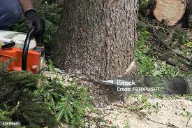 Best Commercial Tree Services  in Marion, KY