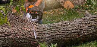 Best Tree Risk Assessment  in Marion, KY