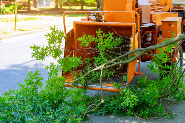 Best Lawn Mowing  in Marion, KY