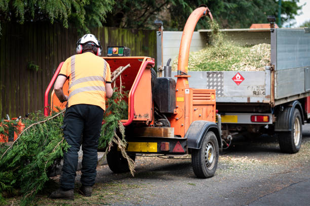 Best Utility Line Clearance  in Marion, KY