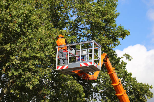 Best Aeration Services  in Marion, KY