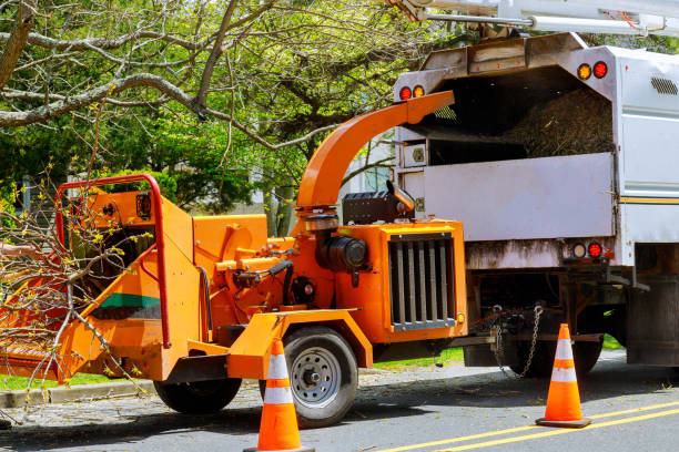 How Our Tree Care Process Works  in  Marion, KY