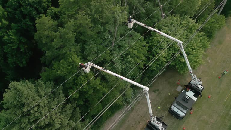 Best Hedge Trimming  in Marion, KY
