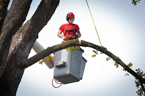 Best Utility Line Clearance  in Marion, KY