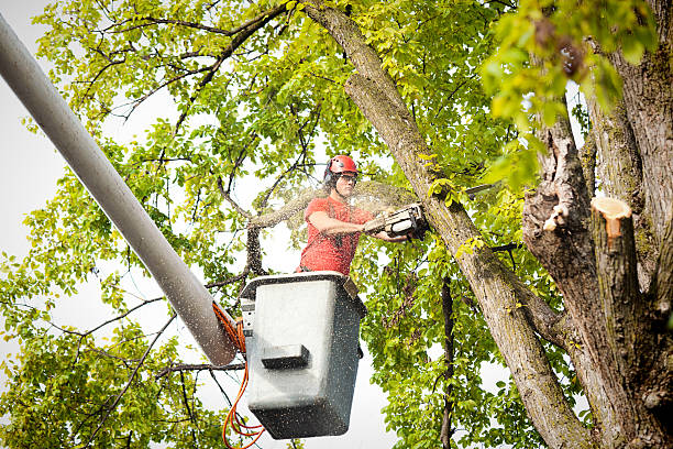 Best Tree Disease Treatment  in Marion, KY
